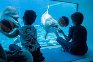 A tu per tu con delfini_giochi da finestra_7318